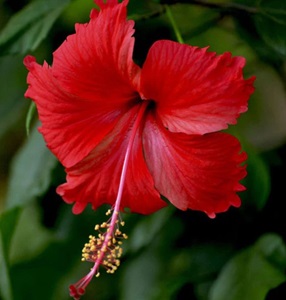 Flower of the Day